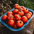Oregon Spring Tomato - 50 Seeds - Rare Heirloom Tomato, Parthenocarpic Tomato Variety, Great for Greenhouses, Non-GMO, Heirloom Tomato Seeds for Planting in The Home Garden, Thresh Seed Company