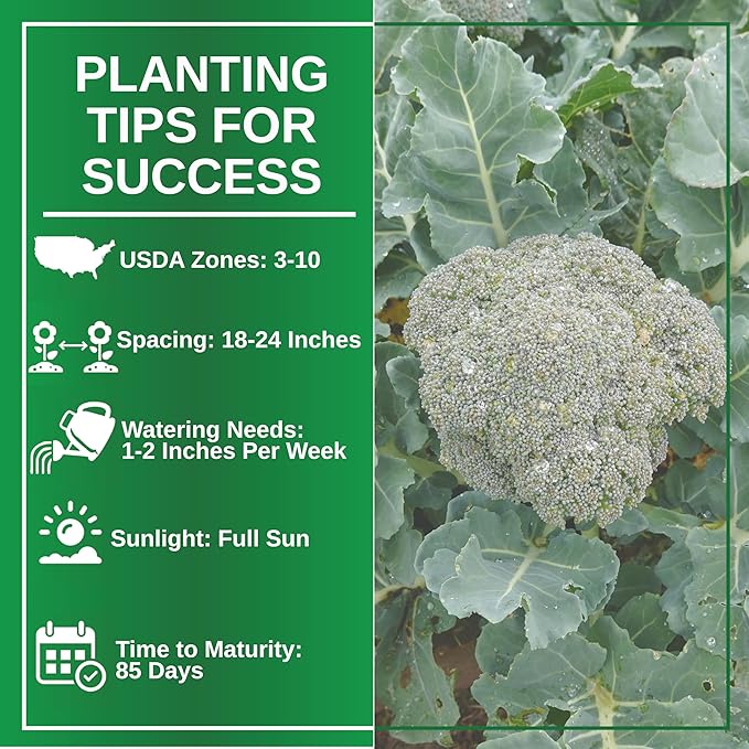 TKE Farms & Gardens - Waltham 29 Broccoli Seeds for Planting, 500+ Non-GMO Heirloom Seeds, Cold-Hardy Variety, Ideal for Fall & Winter Gardens, Easy Growing Instructions Included