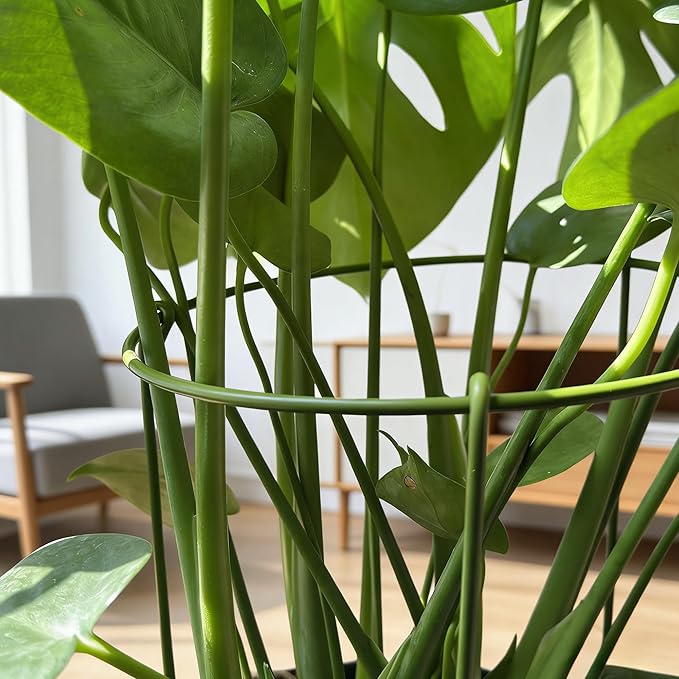 6-Pack Plant Support Stakes for Indoor Plants, Adjustable Monstera Cages & Snake Plant Support Rings, Potted Plant Supports Garden Stakes (6" W x 11" H)