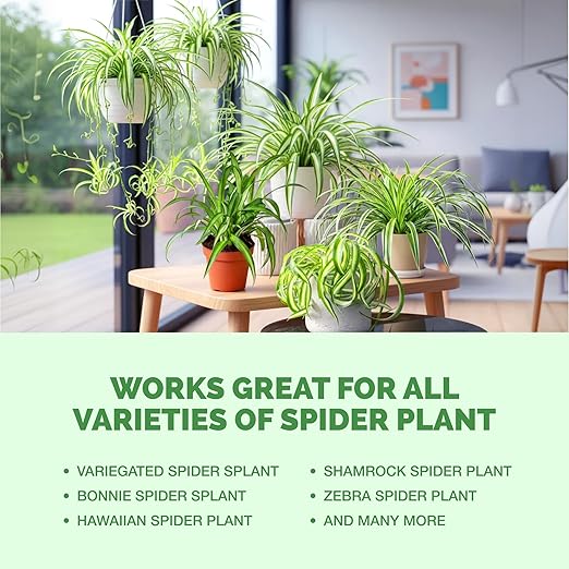 Spider Plant Fertilizer – Liquid Plant Food for Longer Runners, Greener Leaves & Healthy New Growth, 32 oz