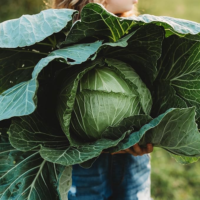 Danish Ballhead Cabbage - 100 Seeds - Heirloom & Open-Pollinated Variety, Non-GMO Vegetable Seeds for Planting Outdoors in The Home Garden, Thresh Seed Company