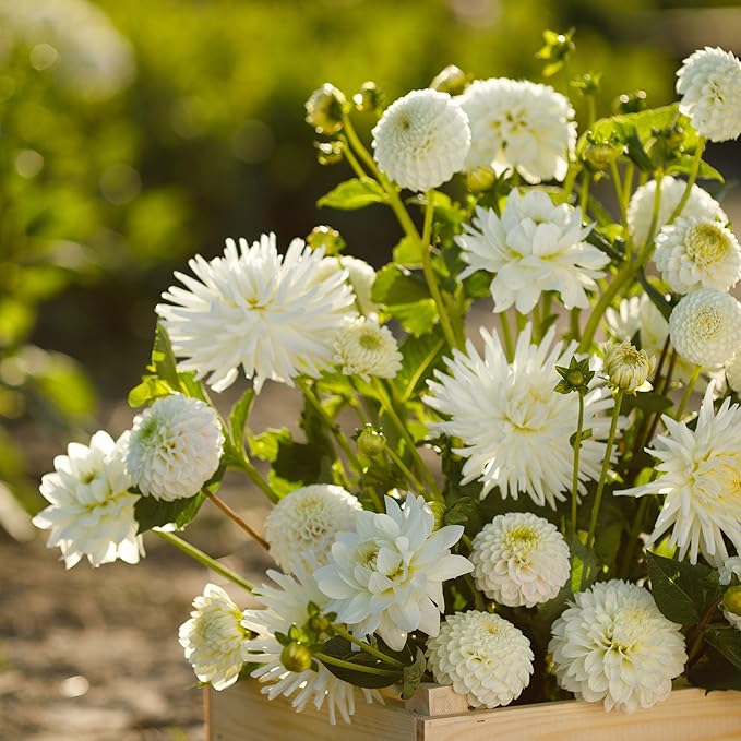 Eden Brothers Dahlia Bulbs - White Mix, Non-GMO Bulbs for Planting, 4 Bulbs | Low-Maintenance Flower Bulbs, Plant During Spring, Zones 8, 9, 10, 11