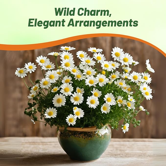 Outsidepride Creeping Daisy Chrysanthemum Seeds - 5,000 Pcs. Annual, Drought Tolerant Flower Seeds for Planting in Pollinator Gardens, Cut Flowers & Low Maintenance Landscaping