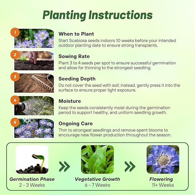 Outsidepride Perfection Blue Scabiosa Seeds - 400 Pcs Perennial Pincushion Flower Seeds That Attract Pollinators, Upright & Neat Growth Habit for Small Gardens, Borders, Containers, & Xeriscaping