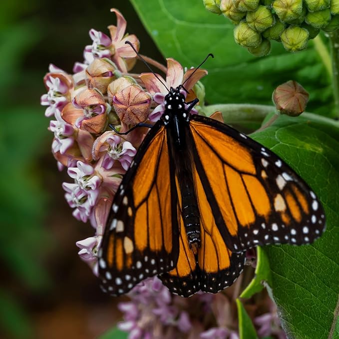 Seed Needs Pink Milkweed Seeds for Planting Common Asclepias syriaca - Heirloom & Open Pollinated Perennial Flower Seed to Plant a Monarch Butterfly Garden (1 Pack)