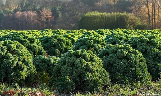 Seeds Vegetable Kale Cabbage Green - 150 Seeds