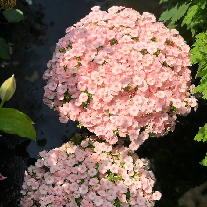 Mix Creeping Dwarf Phlox Seeds for Planting, 1000+pcs Perennial Creeping Phlox Flower Seeds Ground Cover Plants, Non-GMO Heirloom Beauty Dwarf Flowers for Home Garden Outdoors