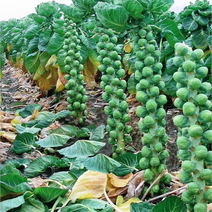 Seeds Brussels Sprouts Mix (Long Island and Redarling) Cabbage Long Green Vegetable for Planting Heirloom Non GMO