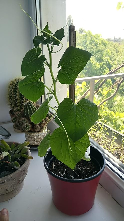 KIRA SEEDS - Seeds Indoor Cucumber F1 - Self-Pollinated - Heirloom Vegetable - GMO Free