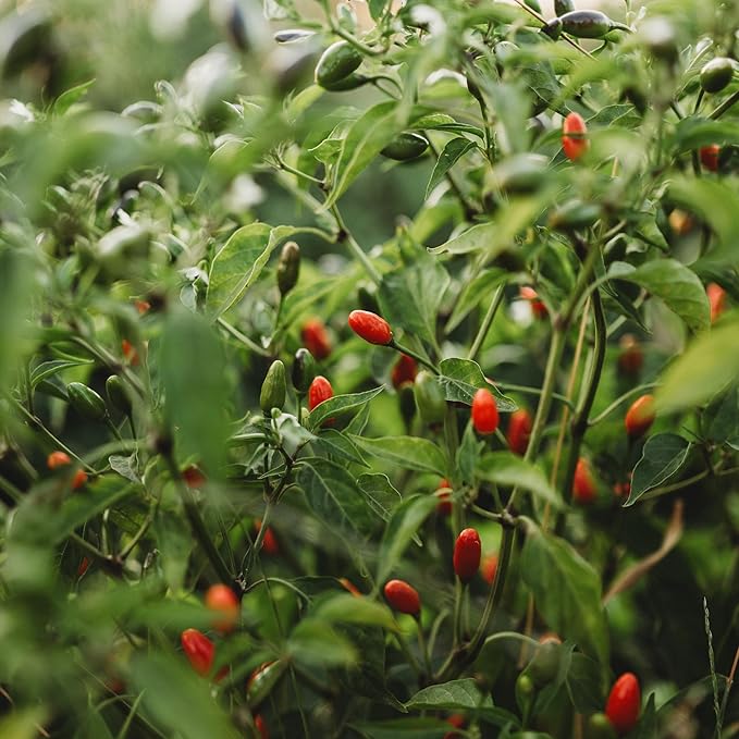 Chili Pequin Pepper - 25 Seeds - Also Known as Bird Chili or Chili Piquin Pepper, Popular Mexican Pepper, Non-GMO, Heirloom Seeds for Planting in The Home Garden, Thresh Seed Company