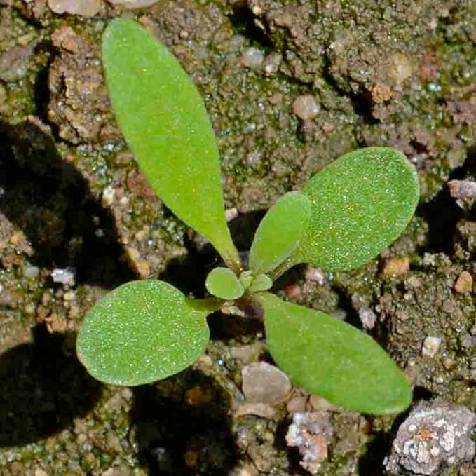Seed Needs Carpet of Snow Alyssum Seeds for Planting - Heirloom & Untreated - Tender Perennial Flowers to Attract Pollinators to Rock Gardens, Pots, Containers & Window Boxes (2 Packs)