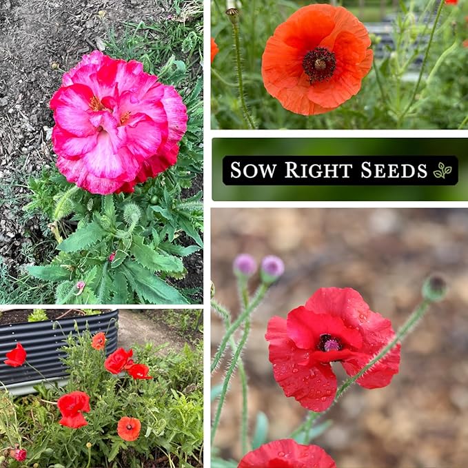 Sow Right Seeds - Poppy Flower Seeds Collection for Planting - Corn, Oriental, American Legion - Non-GMO Heirloom Varieties to Plant & Grow a Beautiful Garden - Perfect for Wildflower Cottage Garden