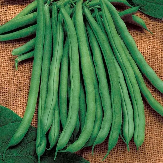 Park Seed Algarve French Climbing Bean Seeds – Gourmet Flavor, Award-Winning High Yields, 10-Inch Stringless Pods, Robust Vines for Trellises or Three Sisters Planting – Pack of 100