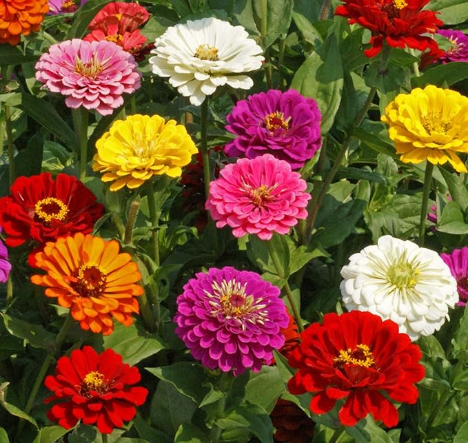Zinnia California Giant Mix Nice Garden Flower by Seed Kingdom Bulk 1 OZ Seeds