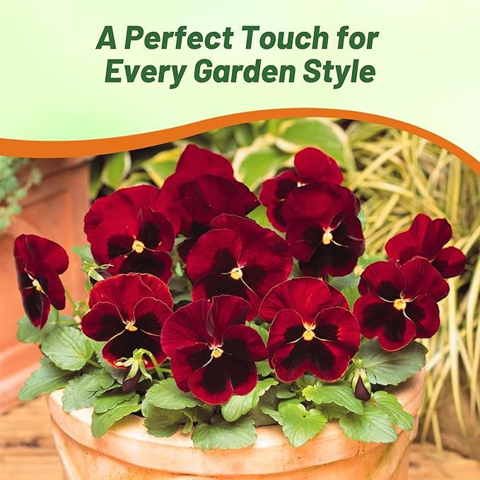 Outsidepride Red Alpenglow Viola Pansy Seeds for Planting - 2,000 Pcs. Biennials, Trailing, Cold-Hardy & Pollinator Friendly Flowers with Fragrant Blooms for Garden Beds, Borders & Container Displays