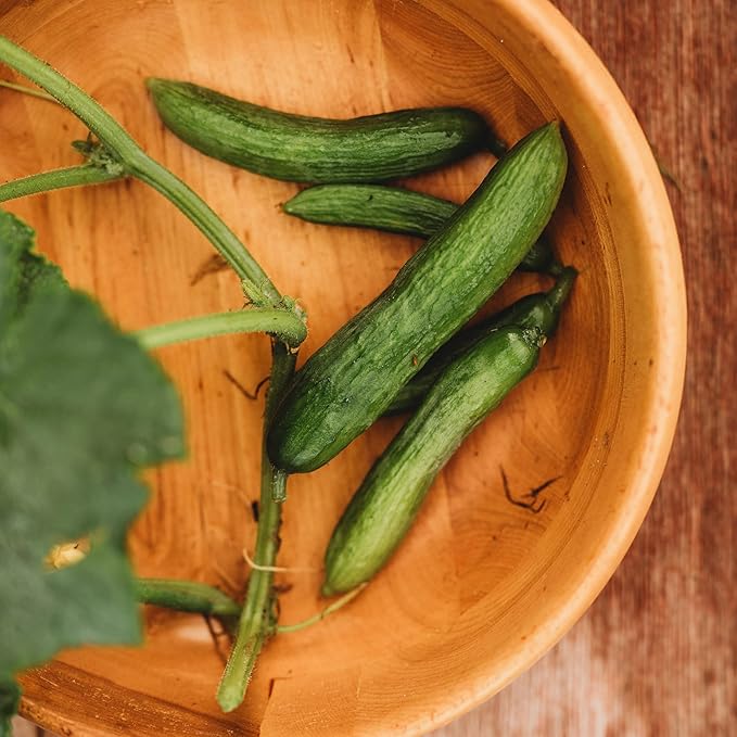 Beit Alpha Persian Cucumber - 25 Seeds - Heirloom Mini Cucumber Variety, Gynecious & Parthenocarpic Cucumber, Non-GMO, Heirloom Baby Cucumber Seeds for Planting in the Home Garden, Thresh Seed Company