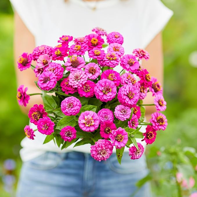 Eden Brothers Zinnia Seeds - Lilliput Purple, Non-GMO Seeds for Planting, 1 oz | Low-Maintenance Flower Seeds, Plant During Spring, Zones 3, 4, 5, 6, 7, 8, 9, 10