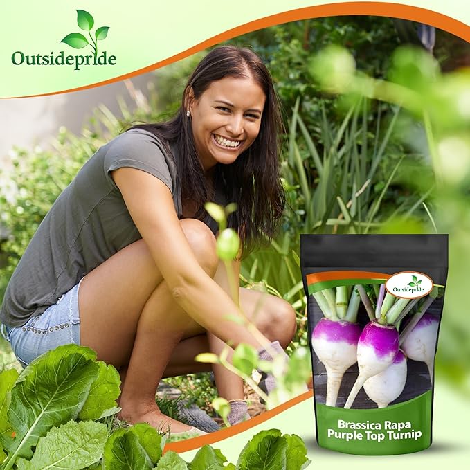 Outsidepride Purple Top Turnip Seeds - 5 Lbs High-Yield, High Protein Turnip Seed, Ideal Cover Crop, for Forage, Grazing Livestock, High Energy Deer Food Plot & Soil Improvement