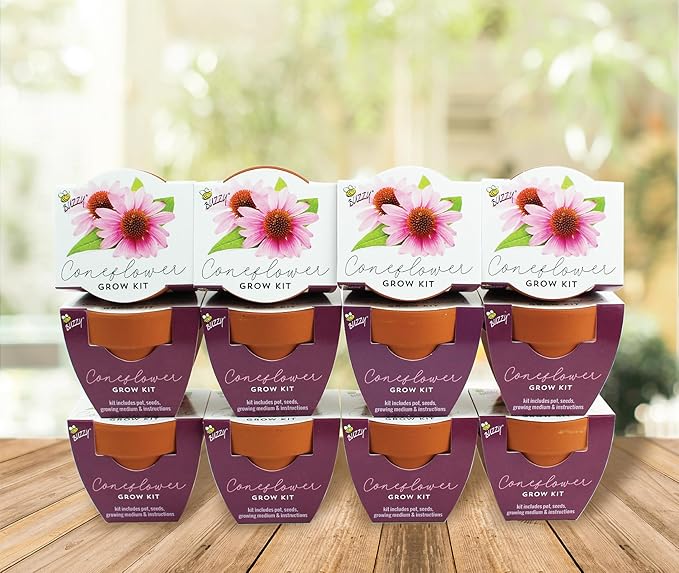 BUZZY Seeds Coneflower Mini Grow Pots 12-Pack – Terracotta Flower Starter Kit, DIY Gardening Project, Indoor-Outdoor Plant Gift