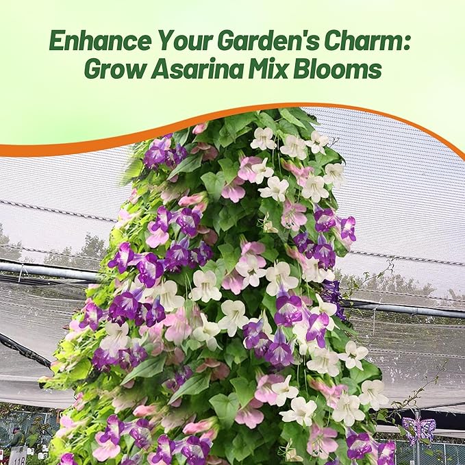 Outsidepride Mix Asarina Climbing Snapdragon Seeds - 200 Pcs Perennial Flower Seeds for Planting, Easy to Grow Climbing Vines w/Attractive Flowers for Containers, Trellises, & Ground Cover