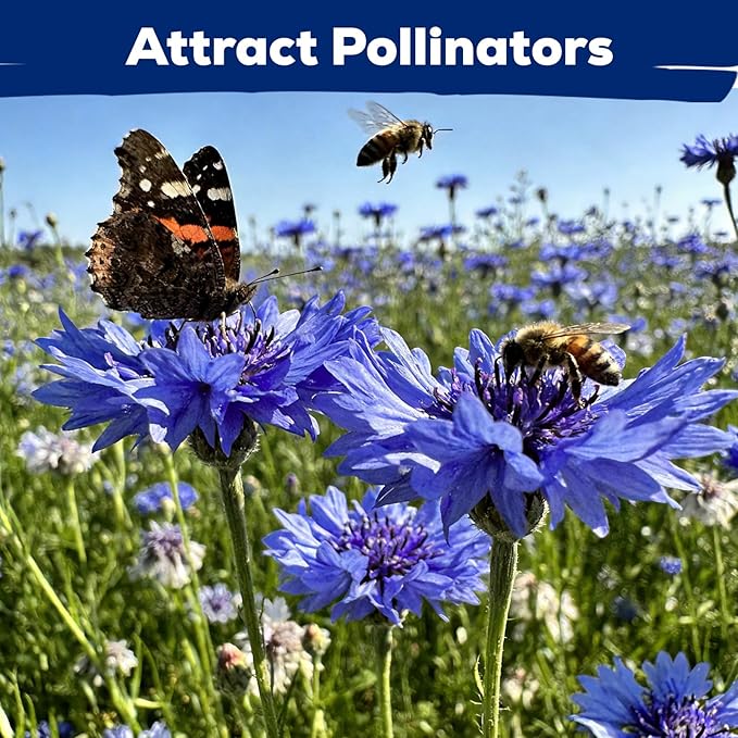 Bachelor Button Seeds, 6000+ Blue Cornflower Seeds, Wildflower Seeds for Planting Outdoor, Non-GMO Heirloom Seeds for Garden Pollinator, Low Maintenance Flower Seeds - Centaurea cyanus