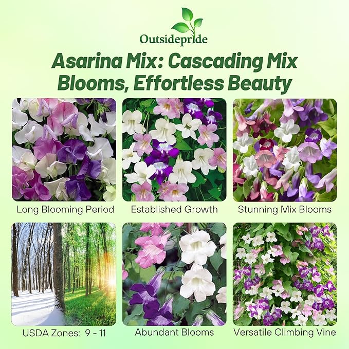 Outsidepride Mix Asarina Climbing Snapdragon Seeds - 200 Pcs Perennial Flower Seeds for Planting, Easy to Grow Climbing Vines w/Attractive Flowers for Containers, Trellises, & Ground Cover