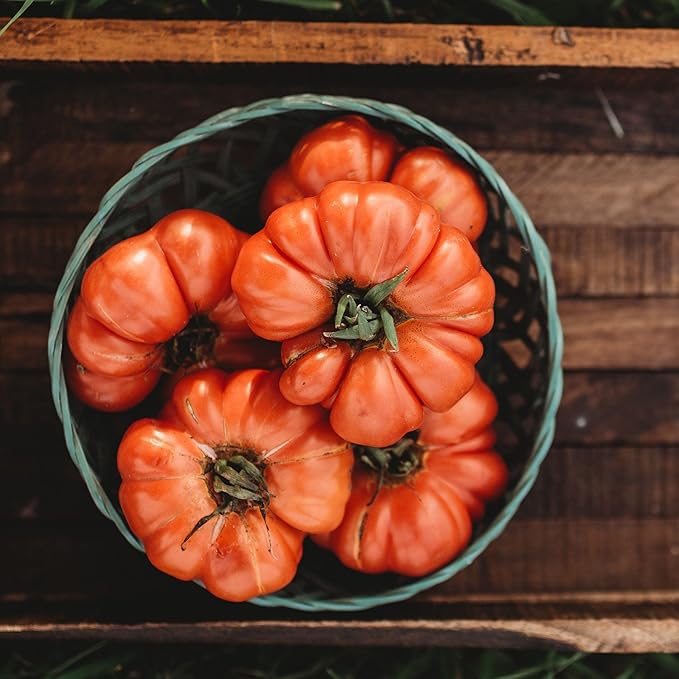 Costoluto Genovese Tomato - 50 Seeds - Italian Paste Tomato Variety, Non-GMO Heirloom Italian Tomato Seeds for Planting in The Home Garden, Thresh Seed Company