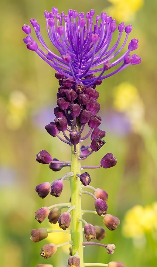 Muscari Mix Bulbs - Perennial Muscari Mixture Grape Hyacinth | Fragrant and Narrow Strap Shaped Flowers - Size 8-9 cm (10 Bulbs)