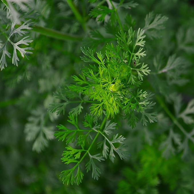 Cilantro - 250 Seeds - Heirloom & Open-Pollinated Variety, Non-GMO Culinary Herb Seeds for Planting, Grow Kitchen Herbs Indoors or Outdoors in Containers/aerogarden/Home Garden, Thresh Seed Company