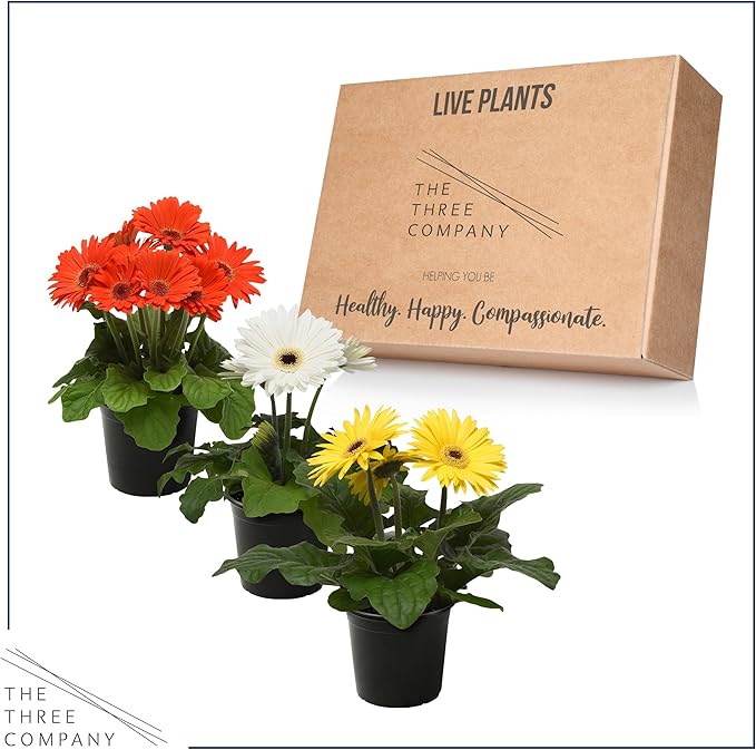 Live Flowering Gerbera Daisies - Grower's Choice Assorted Colors (3 Plants Per Pack) - Beautiful Spring Flowers - 12" Tall by 5" Wide in 1 Qt Pot