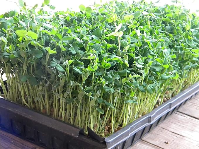 Green Pea Sprouting Seed, Non GMO - 8 oz - Country Creek Brand - Green Peas for Sprouts, Garden Planting, Cooking, Soup, Emergency Food Storage, Vegetable Gardening, Juicing, Cover Crop