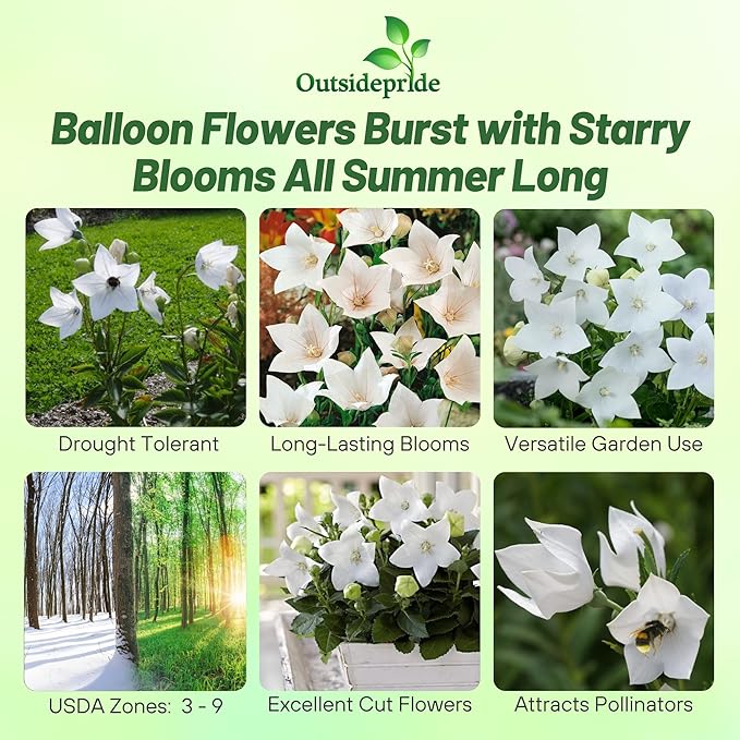 Outsidepride White Balloon Flower Seeds for Planting – 2000 Pcs Perennial, Drought-Tolerant, Easy to Grow, Low Maintenance, Pollinator-Friendly, Star-Shaped Blooms for Outdoor Gardens and Borders