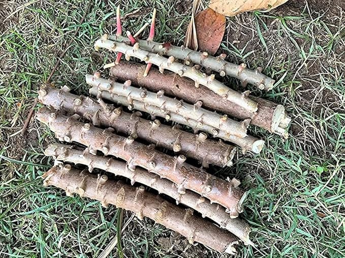 4 Yuca Cassava Manihot Sweet Cuttings, 6 to 8 Inches Cassava for Planting, Cassava Root Plant, Cassava Root for Planting