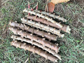 4 Yuca Cassava Manihot Sweet Cuttings, 6 to 8 Inches Cassava for Planting, Cassava Root Plant, Cassava Root for Planting