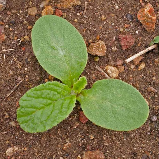 Seed Needs Borage Seeds for Planting Blue Star Flowers - Heirloom Non-GMO & Untreated - Plant a Home Grown Flowering Herb Garden Attract Bees, Butterflies & Other Pollinators (1 Pack)