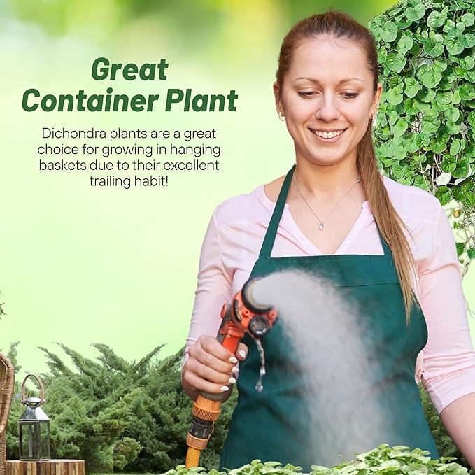 Outsidepride Perennial Dichondra Emerald Falls Seed - 15 Pcs Drought & Heat Tolerant, Low-Growing, Ground Cover Seeds for Planting Lush Green Ground Cover for Gardens, Pathways & Container Planting