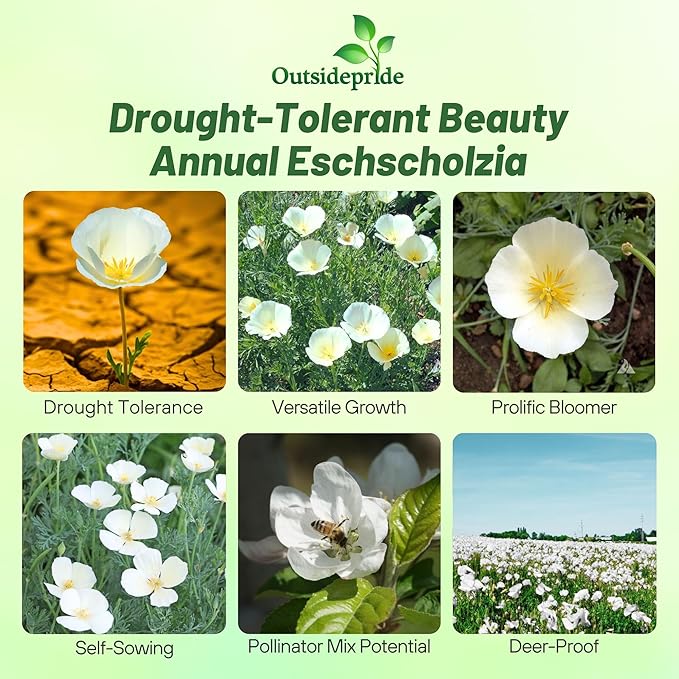 Outsidepride White Linen California Poppy Seeds - 1/4 Lb. Annual, Low Maintenance & Drought Tolerant Wildflower Seeds for Planting Vibrant Spring Blooms for Pollinator Gardens & Wildlife Habitats