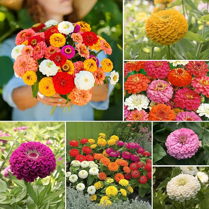 Zinnia Seeds Mix, 1 Oz, Over 3,000 Flowers Seeds, 5 Varieties (Pink, Yellow, Orange, White, Purple), Mixed Colors and Large Blooms,Open Pollinated - Bulk