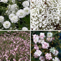 1000+ Mixed Baby's Breath Flower Seeds Annual Baby's Breath Flower Perennial Cut Flowers Non-GMO Gypsophila Paniculata Garden Outdoor