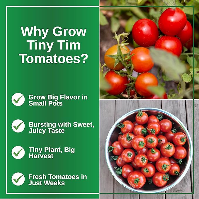TKE Farms & Gardens - Tiny Tim Tomato Seeds for Planting, 60+ Non-GMO Heirloom Seeds, Compact Cherry Tomatoes for Small Spaces, Ideal for Containers, Indoor & Outdoor Gardens, Instructions Included