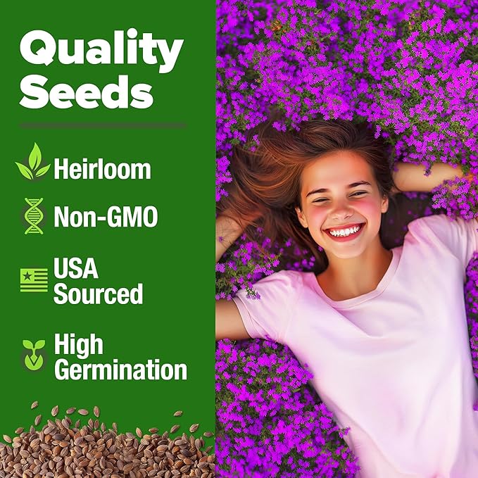 HOME GROWN Purple Creeping Thyme Seeds Non GMO Ground Cover Flowers 22,000+ Edible Herb Seeds for Planting Lawns & Paths 3g Perennial Thymus serpyllum