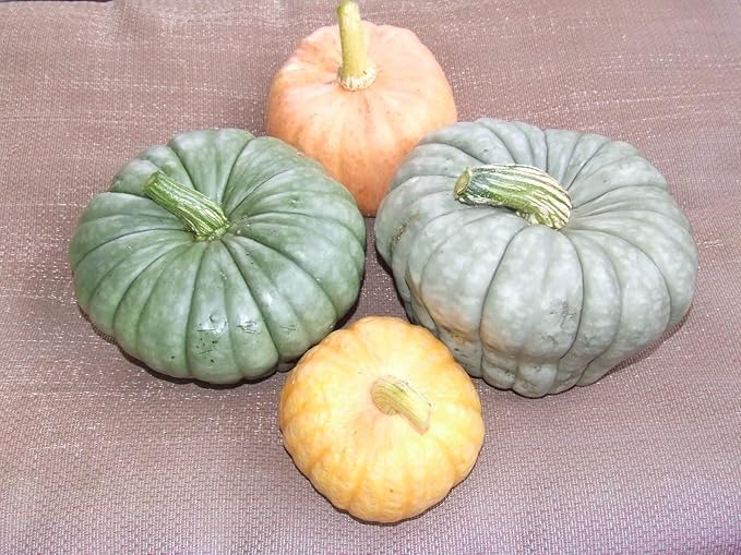 Seeds4planting - Seeds Pumpkin Blue Pumpkin Queensland Giant Halloween Rare Ornamental Heirloom Vegetable Non GMO