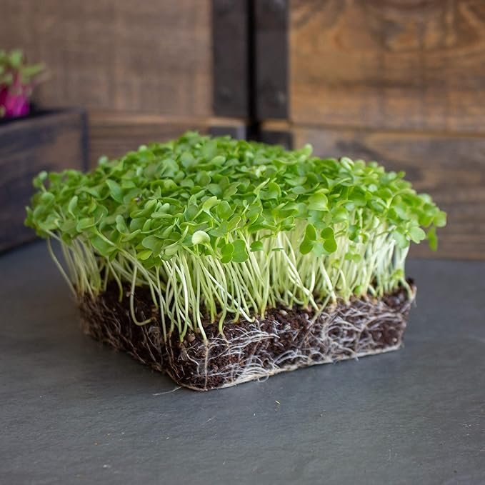 Kale Garden Seeds - Vates Blue Scotch Curled - 4 Oz - Non-GMO, Heirloom- Vegetable Gardening & Microgreens