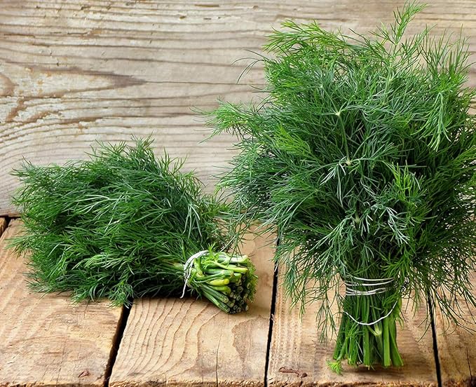 NIKA SEEDS - Seeds Herb Dill Bush Giant 30 Days Green - 2000 Seeds