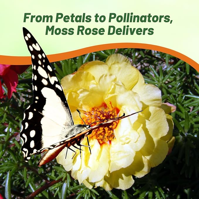 Outsidepride Yellow Moss Rose Seeds - 5000 Pcs Annual, Drought & Heat Tolerant, Pollinator Friendly Ground Cover Seeds for Planting w/Vibrant Blooms & Succulent Foliage, Ideal for Xeriscaping