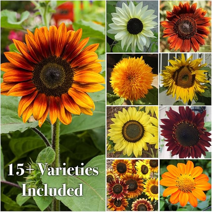 Seed Needs Sunflower Seeds for Planting (15+ Varieties, Crazy Mixture) Heirloom Open Pollinated & Untreated - Attracts Butterflies & Bees to a Butterfly Garden (1 Pack)