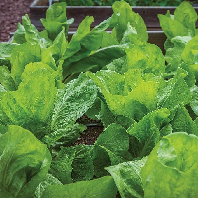 Burpee Sugarloaf Escarole Seeds - Romaine-Type Endive Greens