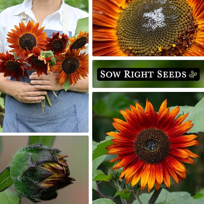 Sow Right Seeds - Velvet Queen Sunflower Seeds for Planting - Grow Giant Sunflowers Outdoors in Your Garden - Non-GMO Heirloom Packet - Deep Red Burgundy Blooms - Tall Annual Variety - Rare Color (1)