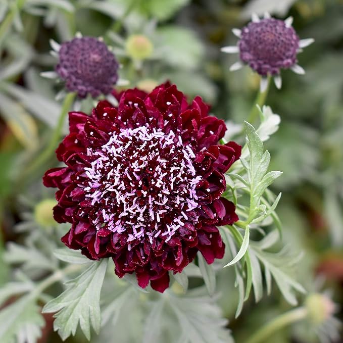 Outsidepride Double Red Scabiosa Seeds - 200 Pcs Perennial Pincushion Flower Seeds That Attract Pollinators, Upright & Neat Growth Habit for Small Gardens, Borders, Containers, & Xeriscaping