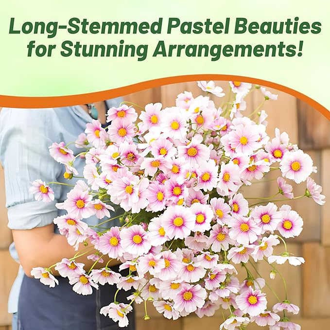 Outsidepride Day Dream Cosmos Bipinnatus Seeds - 1000 Pcs Annual, Easy to Grow & Drought Tolerant, Flower Seeds for Planting w/Fern-Like Foliage & Pink Blooms, Ideal for Borders & Wildflower Meadows
